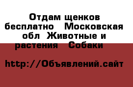 Отдам щенков бесплатно - Московская обл. Животные и растения » Собаки   